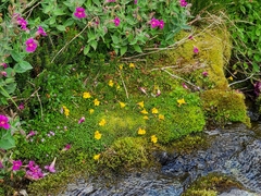 Erythranthe caespitosa