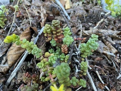 Sedum divergens