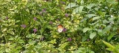 Danaus chrysippus chrysippus