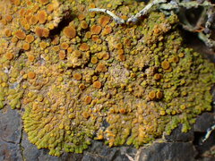 Teloschistaceae