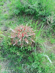 Ferocactus latispinus