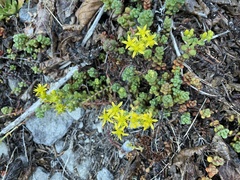 Sedum divergens