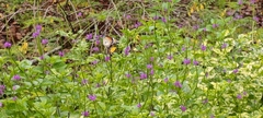 Danaus chrysippus chrysippus