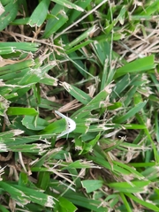 Spilosoma congrua