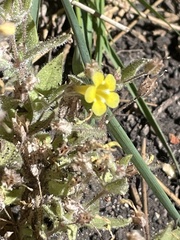 Erythranthe floribunda