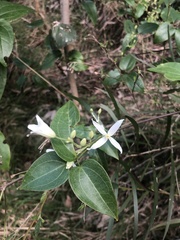 Clematis