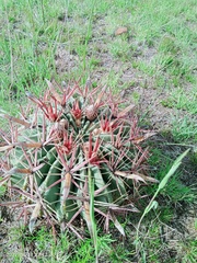 Ferocactus latispinus