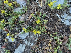Sedum divergens