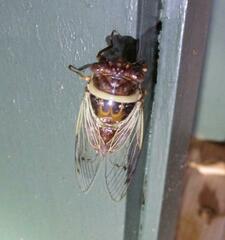 Diceroprocta marevagans