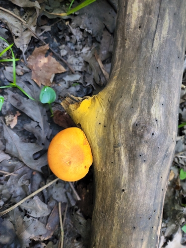 Gymnopilus liquiritiae