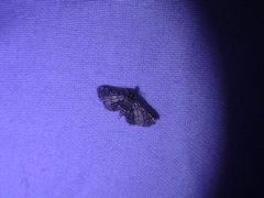 Anageshna primordialis