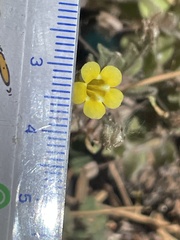 Erythranthe floribunda