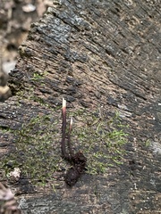 Ophiocordyceps smithii