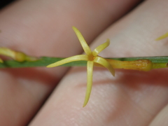 Tripterococcus brunonis