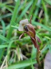 Chiloglottis trapeziformis