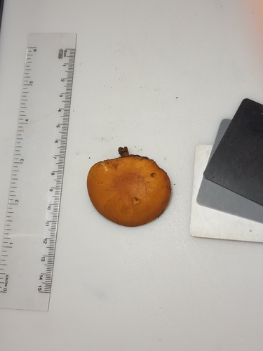 Gymnopilus liquiritiae (Photo 2 of 3)