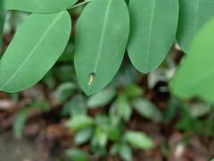Polyura hebe