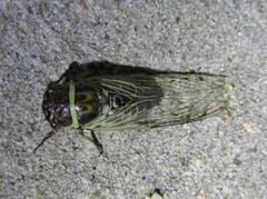 Diceroprocta marevagans