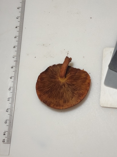 Gymnopilus liquiritiae (Photo 3 of 3)