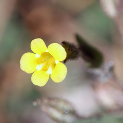 Erythranthe floribunda