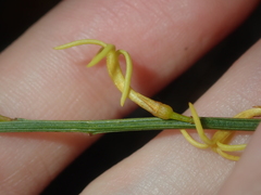 Tripterococcus brunonis