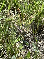 Erpetogomphus