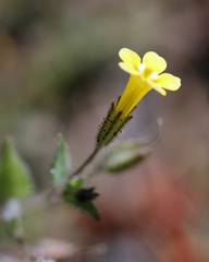 Erythranthe floribunda