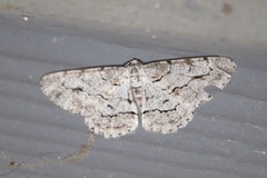 Stenoporpia pulmonaria