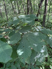 Carya cordiformis