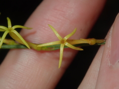 Tripterococcus brunonis