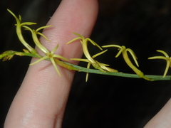 Tripterococcus brunonis