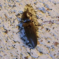 Deilelater physoderus