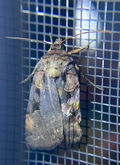 Pseudohermonassa bicarnea