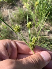 Cyperus schweinitzii