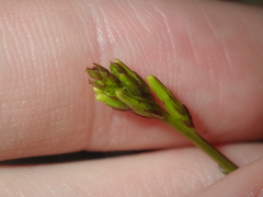 Tripterococcus brunonis