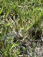 Erpetogomphus