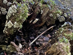 Ophiocordyceps smithii