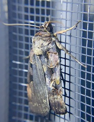 Pseudohermonassa bicarnea