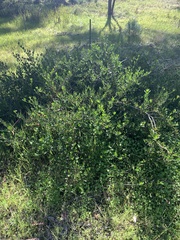 Alyxia buxifolia
