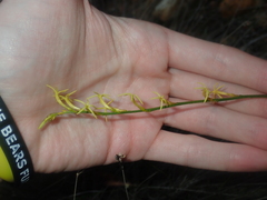 Tripterococcus brunonis