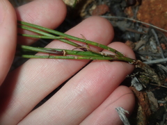 Tripterococcus brunonis