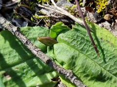 Chiloglottis trapeziformis