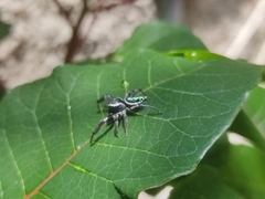 Paraphidippus aurantius