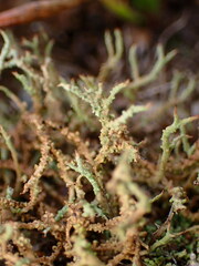 Cladonia furcata
