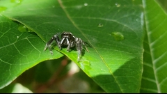 Paraphidippus aurantius