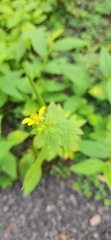 Cleome viscosa