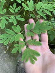 Corydalis scouleri