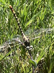 Erpetogomphus