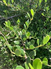Alyxia buxifolia