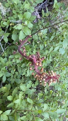 Pterospora andromedea